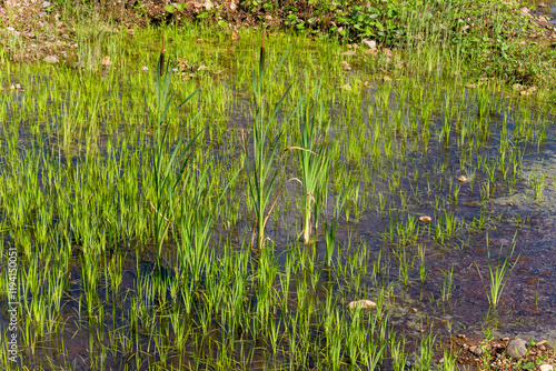 View of a shallow pond with growing cattail and sedge photo