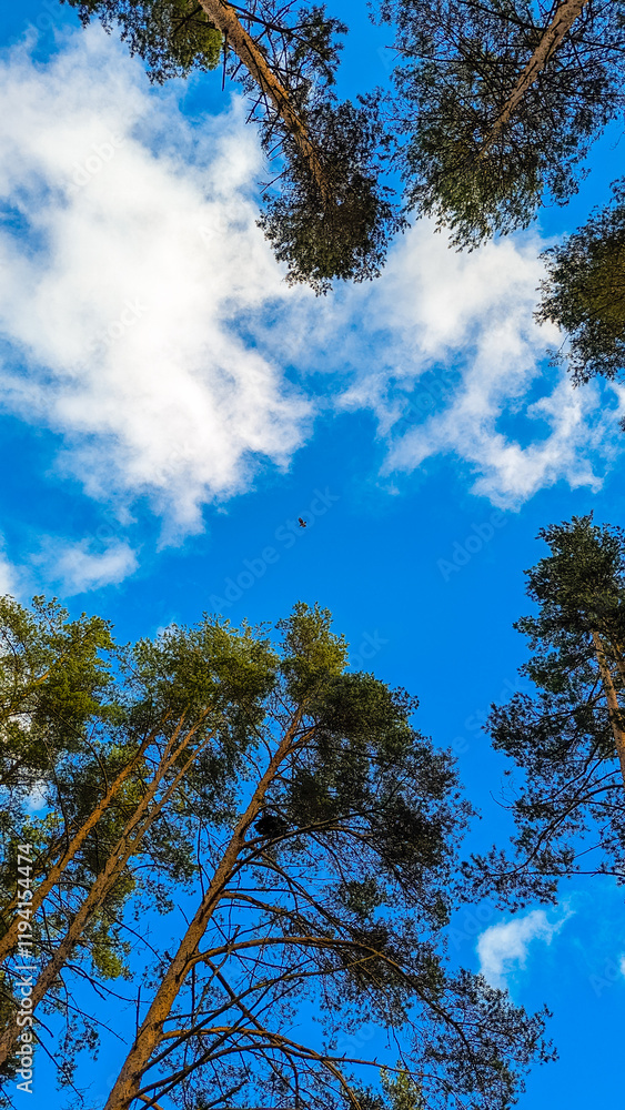 Obraz premium Breathtaking view of blue sky framed by tall forest trees. Beauty of nature. Evergreen pine trees over blue background. Natural vertical banner with copy space.