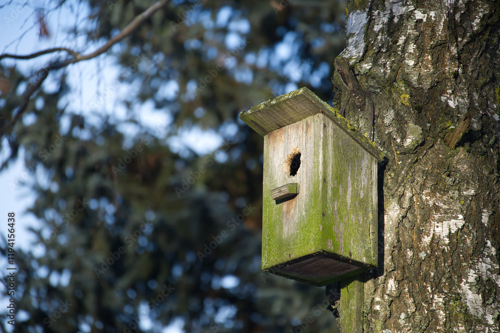 Rustic Wooden Birdhouse Mounted on a Birch Tree in Nature Rustic Wooden Birdhouse Mounted on a Birch Tree in Nature
