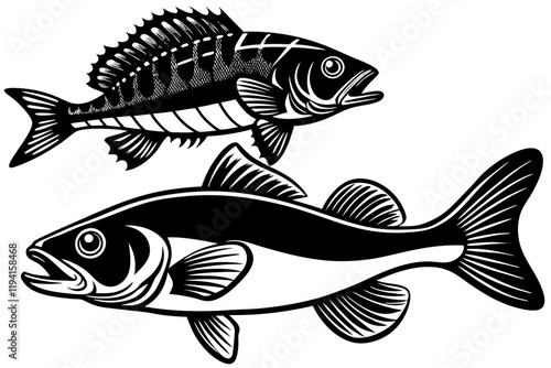 Pike perch fish isolated on white background