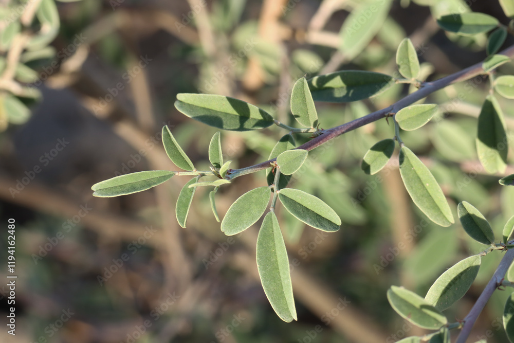Fototapeta premium Indigofera oblongifolia plant closeup. Jhil herb. Nature concept. Selective focus.