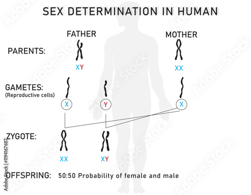 Sex determination in humans by sex chromosomes (XX females, XY males).