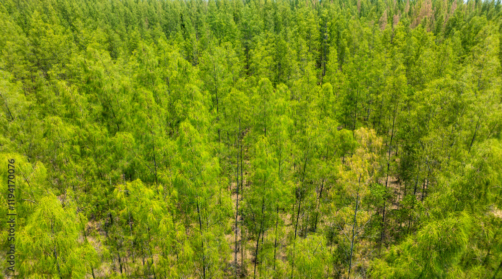 aerial view of dark green forest Abundant natural ecosystems of rainforest. Concept of nature forest preservation and reforestation.
aerial view of dark green forest Abundant natural ecosystems of rainforest. Concept of nature forest preservation and reforestation.