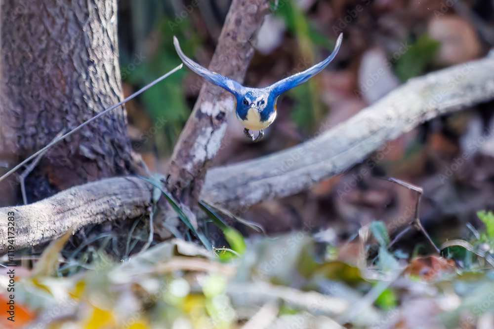 雄の
羽ばたいて飛び出す幸せの青い鳥、可愛いルリビタキ(ヒタキ科)
英名学名:Red-flanked Bluetail (Tarsiger cyanurus)
埼玉県北本市、北本自然観察公園 2025
雄の
羽ばたいて飛び出す幸せの青い鳥、可愛いルリビタキ(ヒタキ科)
英名学名:Red-flanked Bluetail (Tarsiger cyanurus)
埼玉県北本市、北本自然観察公園 2025