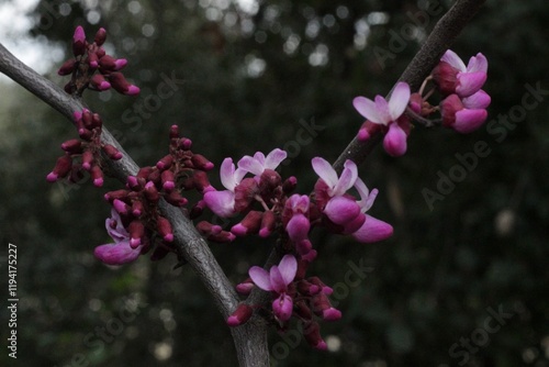 pink cercis flowers photo