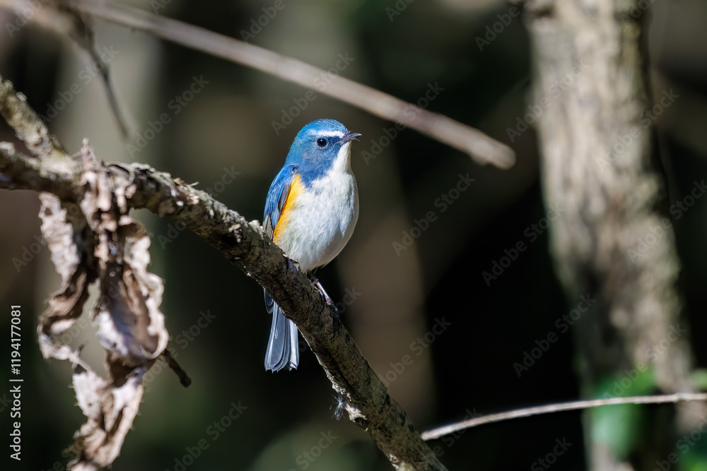 雄の
幸せの青い鳥、可愛いルリビタキ(ヒタキ科)
英名学名:Red-flanked Bluetail (Tarsiger cyanurus)
埼玉県北本市、北本自然観察公園 2025
雄の
幸せの青い鳥、可愛いルリビタキ(ヒタキ科)
英名学名:Red-flanked Bluetail (Tarsiger cyanurus)
埼玉県北本市、北本自然観察公園 2025