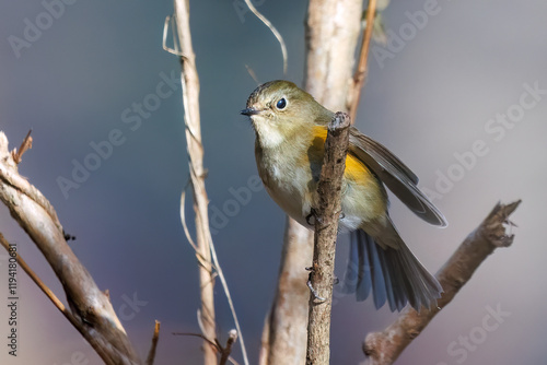 雌の
羽ばたいて飛び出す幸せの青い鳥、可愛いルリビタキ（ヒタキ科）
英名学名：Red-flanked Bluetail (Tarsiger cyanurus)
神奈川県清川村、早戸川林道-2024年
 photo