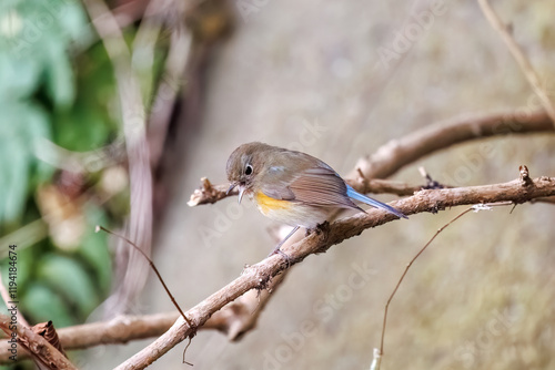 雌の
羽ばたいて飛び出す幸せの青い鳥、可愛いルリビタキ（ヒタキ科）
英名学名：Red-flanked Bluetail (Tarsiger cyanurus)
神奈川県清川村、早戸川林道-2024年
 photo