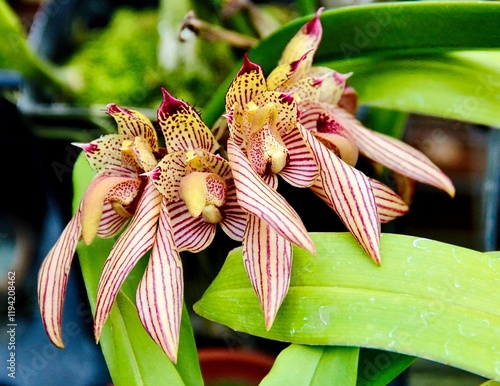 Unique Bulbophyllum bicolor orchid species in full bloom. photo