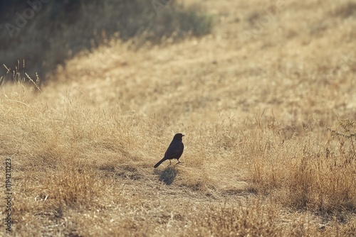 Bird in Field