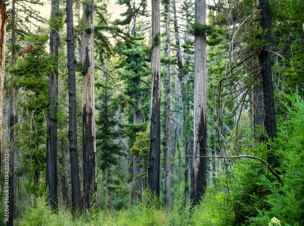 Obraz premium Black and gray redwoods ,charred by fire, still standing in a California forest.