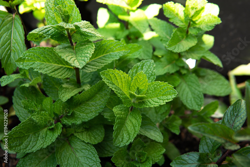 Tableau sur toile Fresh Australian mint plant outdoor with shade of sun in summer