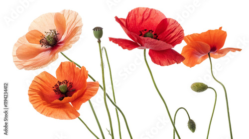Five Poppies Floral Composition, Red and Orange Flowers, Isolated on Transparent Background, Spring Blossom, Poppy, Flower, Floral
