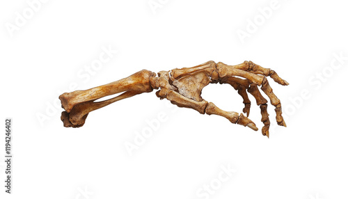 human hand skeleton png