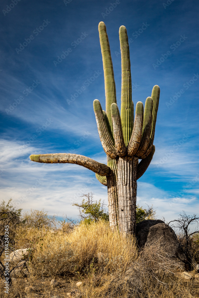 Majestic Saguaro Cactus in Alamo Canyon Majestic Saguaro Cactus in Alamo Canyon