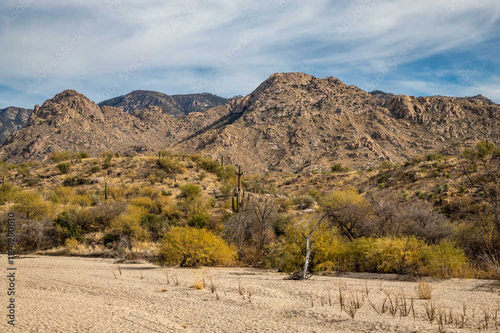 Majestic desert landscape with saguaros in Arizona
