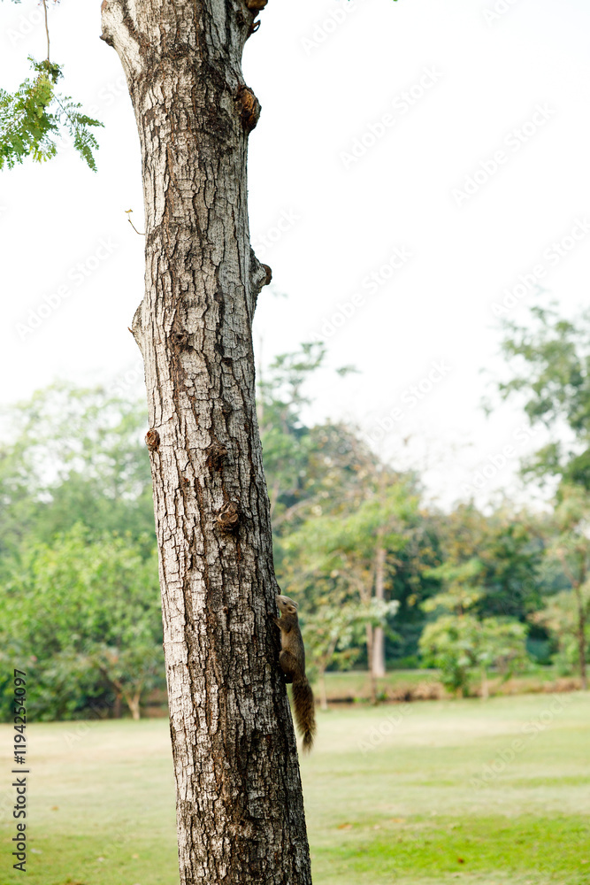 Fototapeta premium Squirrel climbing a tree in park