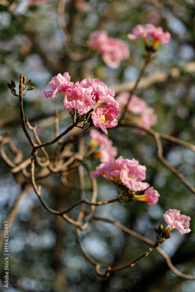 Rosy Trumpet or Pink Tacoma tree, Tabebuia rosea, cheerful blooming in park Rosy Trumpet or Pink Tacoma tree, Tabebuia rosea, cheerful blooming in park