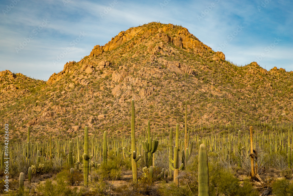 Majestic Saguaro Cacti in Pima County Arizona