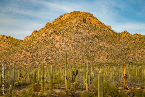 Obraz na płótnie Majestic Saguaro Cacti in Pima County Arizona w salonie