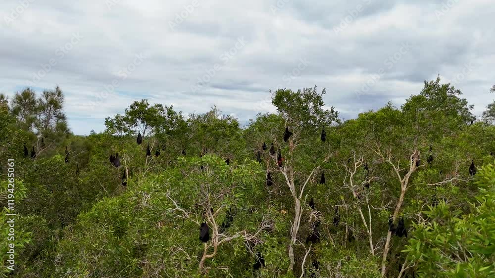 Flying Foxes Resting in Coombabah Trees Flying Foxes Resting in Coombabah Trees