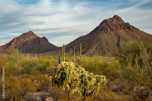 Majestic mountains and cacti in the Sonoran Desert photo