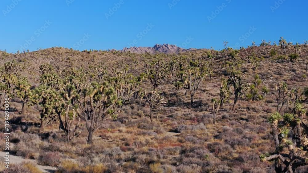 Yucca Trees Joshua Tree National Park California aerial drone San Fernando County Mojave Colorado desert landscape mountains Kelso Pinto Basin Dunes blue sky sunny afternoon upwards motion Yucca Trees Joshua Tree National Park California aerial drone San Fernando County Mojave Colorado desert landscape mountains Kelso Pinto Basin Dunes blue sky sunny afternoon upwards motion