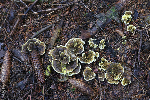 Hydnellum geogenium, a tooth fungus from Finland,  no common English name photo