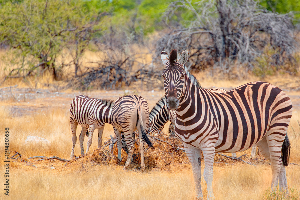 Zebra standing in yellow grass on Safari watching, Africa savannah - Etosha National Park, Namibia Zebra standing in yellow grass on Safari watching, Africa savannah - Etosha National Park, Namibia