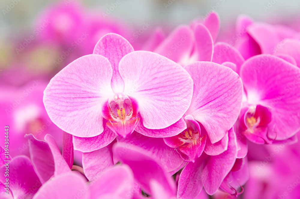 Vibrant pink Phalaenopsis orchids in full bloom, ideal for floral shop advertisements, gardening blogs, event invitations, or home decor inspiration projects. Vibrant pink Phalaenopsis orchids in full bloom, ideal for floral shop advertisements, gardening blogs, event invitations, or home decor inspiration projects.