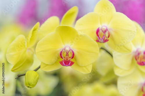 A vibrant yellow-pink Phalaenopsis orchid in full bloom. Perfect for projects related to floral design, indoor gardening inspiration, botanical studies, or elegant home decor visuals. photo