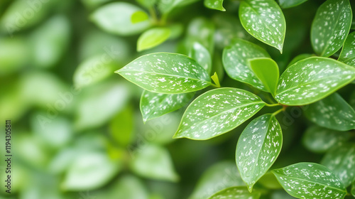 Green Leaves with Water Dro...