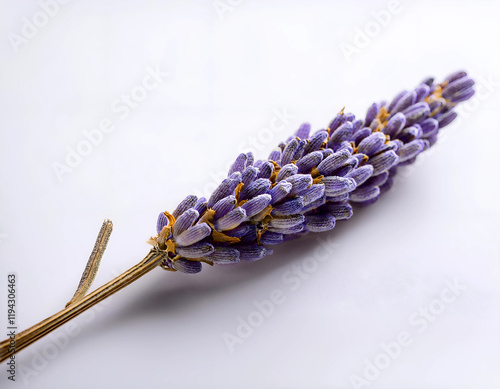 A close-up of a single dried lavender sprig on a white background