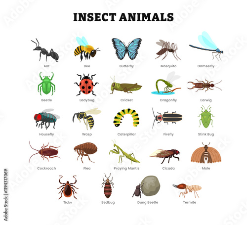 Set of different types of insect animal collection for education poster, vector illustration with ant, butterfly, bee, dragonfly, fly, mosquito, damselfly, beetle, cricket, earwig, cockroach,tick.
