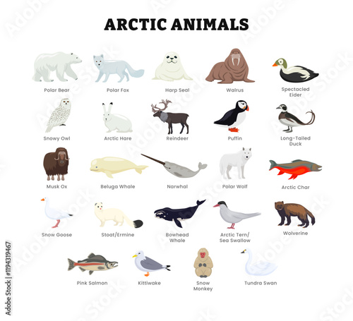 Set of different types of arctic or 
antarctica animal collection for education poster, vector illustration with harp, seal, walrus, puffin, beluga, hare, reindeer, salmon, goose, wolverine.