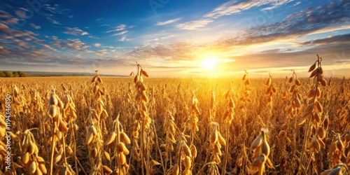 Golden Soybean Field at Sunset A Harvest Landscape