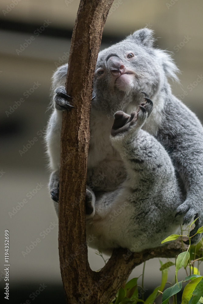 Obraz premium 後ろ足で掻く可愛いコアラ