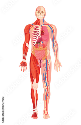 Detailed human anatomy illustration showcasing muscular, skeletal, and circulatory systems in a full-body view