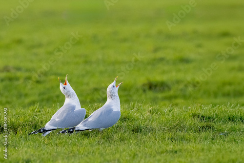 Closeup of pair of Herring Gulls, Larus argentatus, in green meadow in winter early January with heads raised and bills open in a kind of early courtship ritual photo