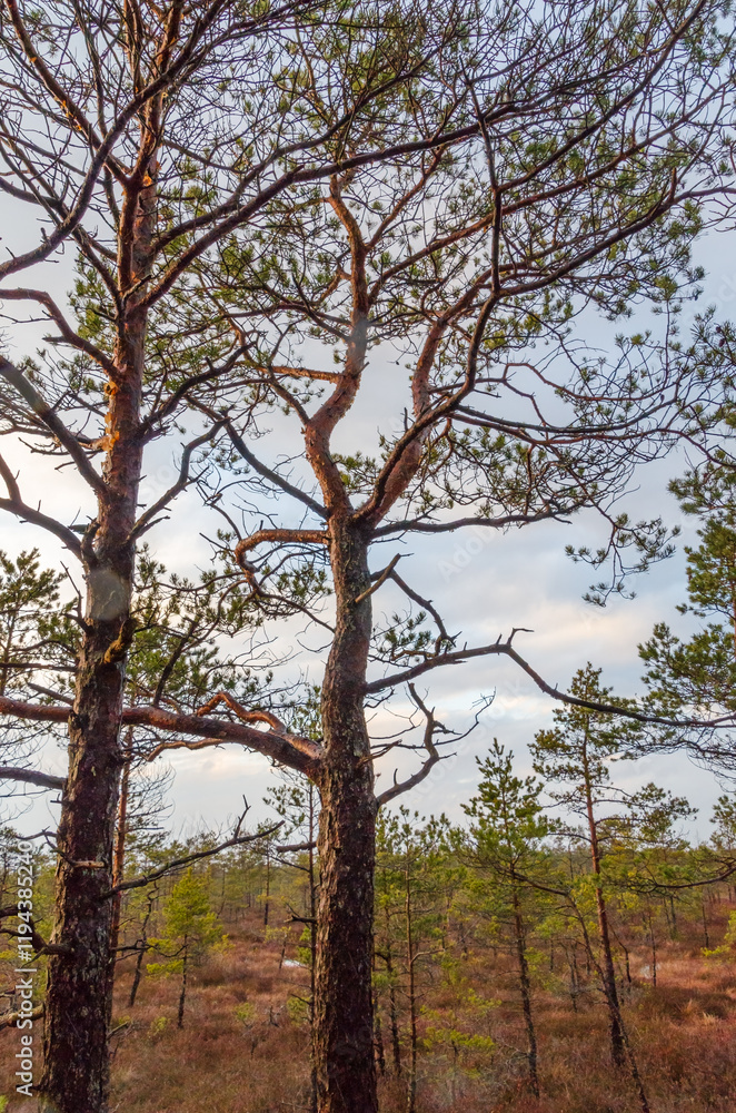 A crooked pine tree stands out in forest. Dynamic perspective, unique tree shape, vibrant forest, straight trees, nature focus, serene atmosphere, emphasizing natural uniqueness and balance. A crooked pine tree stands out in forest. Dynamic perspective, unique tree shape, vibrant forest, straight trees, nature focus, serene atmosphere, emphasizing natural uniqueness and balance.