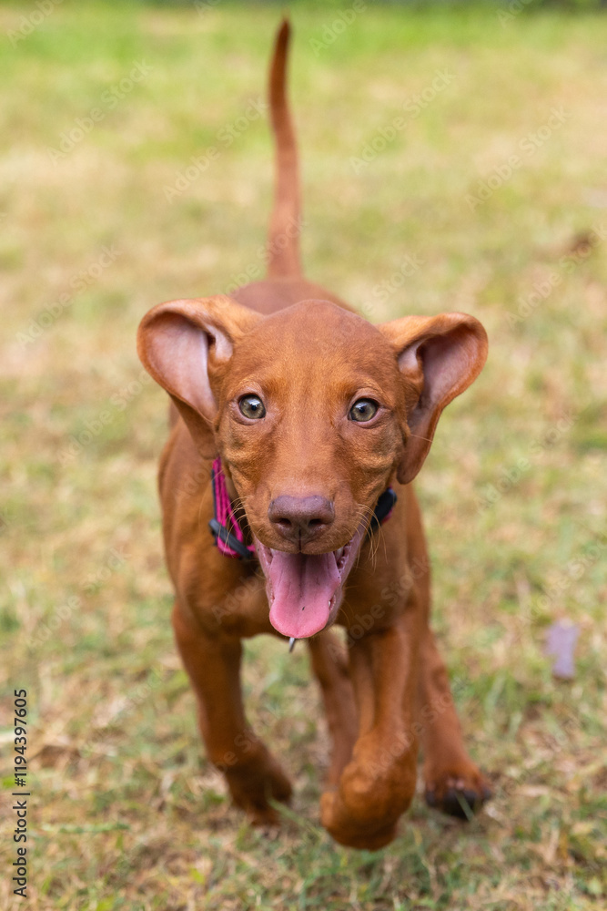 Hungarian Vizsla puppy dog running on grass with ears flapping Hungarian Vizsla puppy dog running on grass with ears flapping