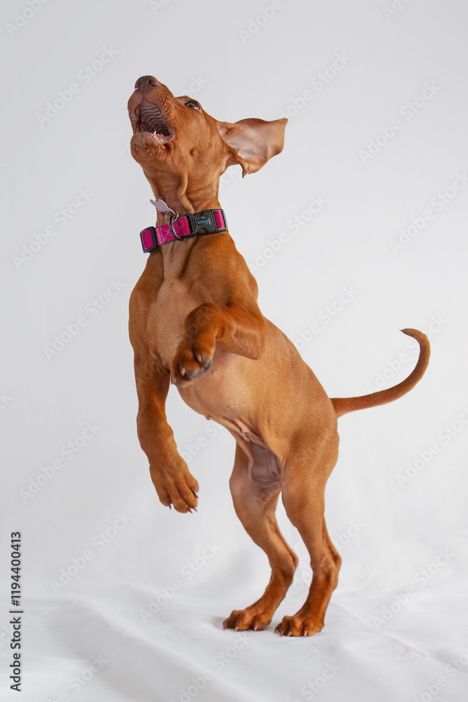 Hungarian Vizsla puppy dog with collar looking cute jumping up to play with bouncing ball Hungarian Vizsla puppy dog with collar looking cute jumping up to play with bouncing ball