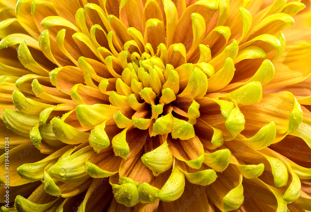 Yellow golden autumn Chrysanthemum macro photography Yellow golden autumn Chrysanthemum macro photography