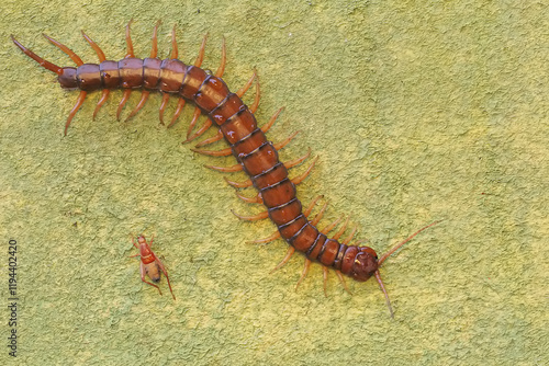 A centipede ready to prey on a cricket. This multi-legged animal has the scientific name Scolopendra morsitans. photo