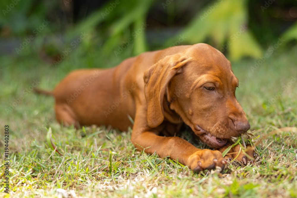 Hungarian Vizsla puppy dog looking cute lying down playing with long grass Hungarian Vizsla puppy dog looking cute lying down playing with long grass