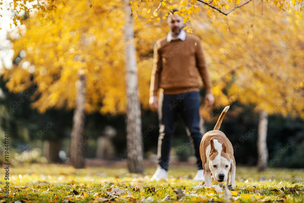 A dog owner training his dog to fetch a branch in city park. A dog owner training his dog to fetch a branch in city park.