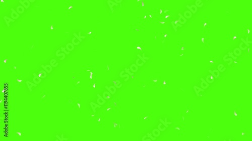 cherry blossom particle animation green screen. Cherry Blossom Fall on Green Screen. 3D rendering. Cherry blossom slow fall.
 Green background with countless pink cherry blossom petals fluttering.
 