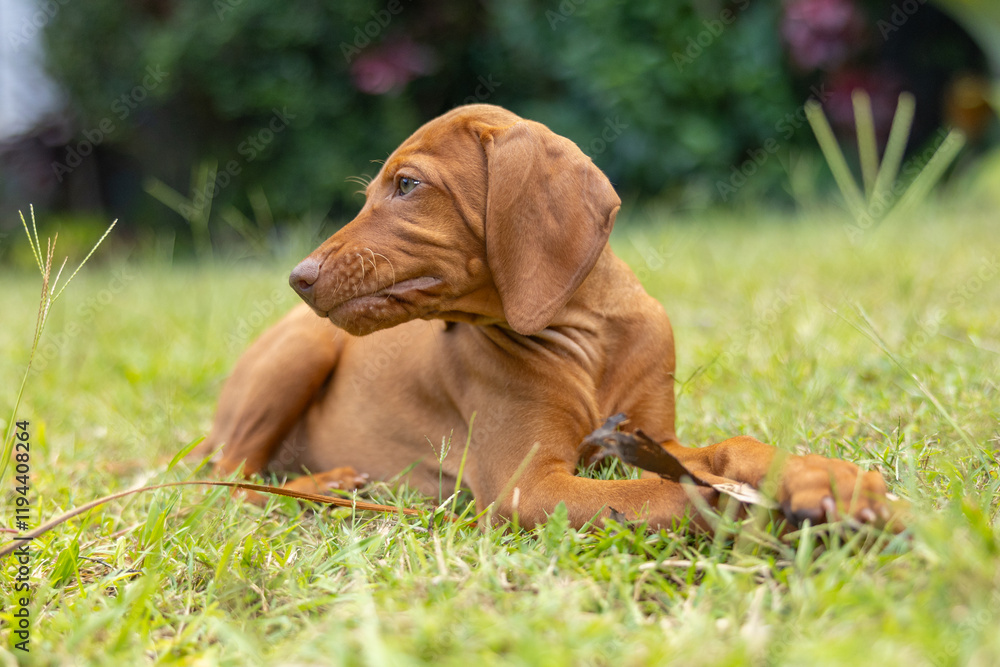 Hungarian Vizsla puppy dog looking cute lying down playing with long grass Hungarian Vizsla puppy dog looking cute lying down playing with long grass