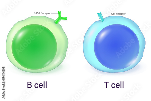 T cell and B cell vector. Adaptive immune system. T lymphocyte and B lymphocyte. T Cell Receptors and B Cell Receptors.