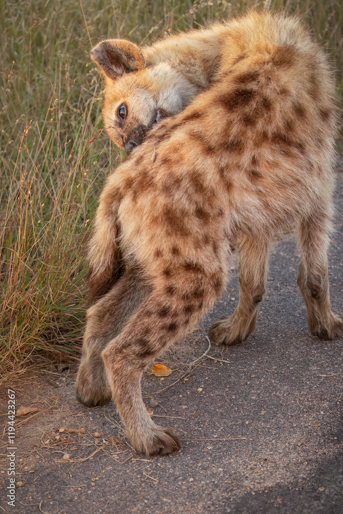 A spotted hyena cub hanging around near the den, grooms its flank as it cleans itself and looks for pests in its fur coat in a game reserve in South Africa. A spotted hyena cub hanging around near the den, grooms its flank as it cleans itself and looks for pests in its fur coat in a game reserve in South Africa.